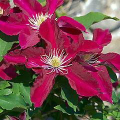 Clematis, Elpis, (pruning code 3)