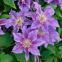 Clematis, Baroness Fookes, (pruning code 3)