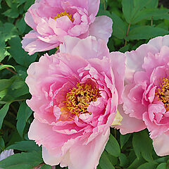 Paeonia suffrruticosa, Lavender, Tree Peony