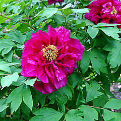 Paeonia suffruticosa, Purple, Tree Peony
