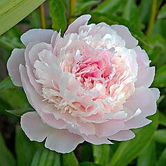Paeonia lactiflora, Pecher (1867), Peony