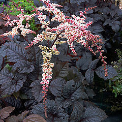 Astilbe x arendsii, Chocolate Shogun, False Spirea