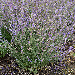 Perovskia atriplicifolia, Jelena, Russian Sage