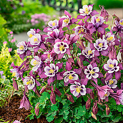 Aquilegia caerulea, Earlybird Purple White, Columbine