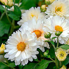 Chrysanthemum x hybrid, Hardy White Daisy, Mum