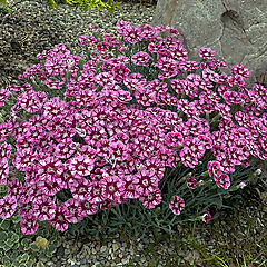 Dianthus x hybrid, Raspberry Jam, Pinks