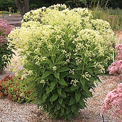 Eupatorium purpureum, Monarch Madness White, Joe Pye Weed