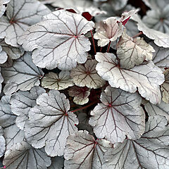 Heuchera, Indian Summer Silverberry, Coral Bells