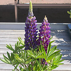 Lupinus x, Gallery Blue, Lupine