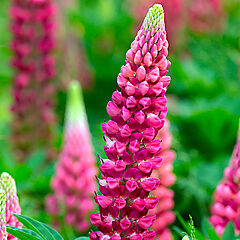 Lupinus x, Gallery Red, Lupine