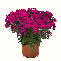 Phlox paniculata, Early Magenta, Garden Phlox