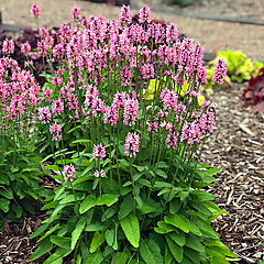 Stachys monnieri, Summer Crush, Betony