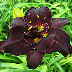 Hemerocallis, Bogeyman (Tetraploid), Daylily