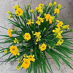 Hemerocallis, See You Tomorrow (Tetraploid), Daylily