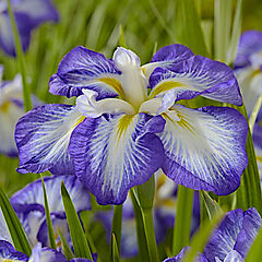 Iris ensada, Dinner Plate Carrot Cake, Japanese Iris