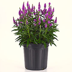 Veronica longifolia, Skyward Lilac, Speedwell