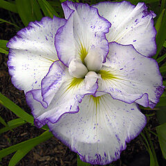 Iris ensata, Light at Dawn, Japanese Iris