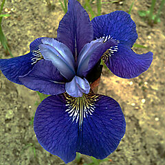 Iris sibirica, Blue Bird, Siberian Iris