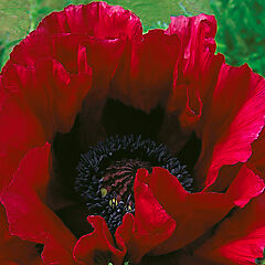Papaver orientale, Heartbeat, Oriental Poppy