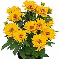Heliopsis helianthoides, Sole Giatto, False Sunflower