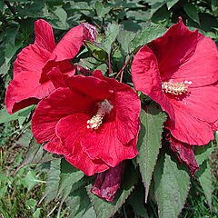 Hibiscus moscheutos, Cranberry Punch, Rose Mallow