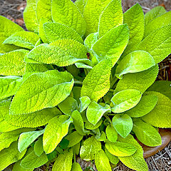 Stachys byzantina, Key Lime, Lamb's Ear