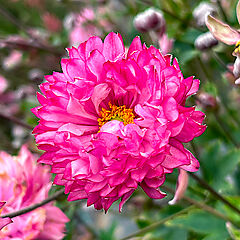 Anemone x hybrid, Puff Pink, Windflower