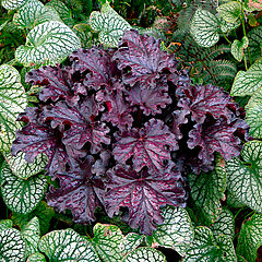 Heuchera, Forever Midnight, Coral Bells