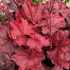 Heuchera, Fire Chief, Coral Bells
