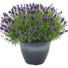 Lavender, La Diva Eternal Grace, Lavendula angustifolia