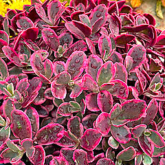 Sedum, Neon Nova, Stonecrop