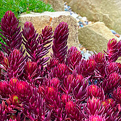 Sedum, Red Angelina, Stonecrop