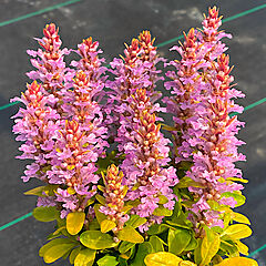 Ajuga, Raspberry Wren, Bugleweed