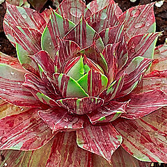 Sempervivum, Splatter Matters, Hen & Chicks