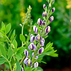 Baptisia hybrid, Musical Duet, False Indigo