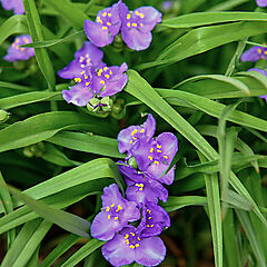 Tradescantia x andersoniana, Amethyst Kiss, Spiderwort