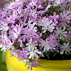 Phlox x bifida, Bedazzled Lavender, Hybrid Spring Phlox