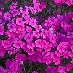 Phlox hybrid, Cloudburst, Tall Cusion Phlox