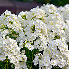 Phlox paniculata, Backlight, Garden Phlox