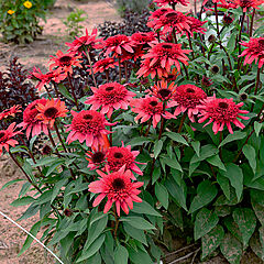 Echinacea hybrid, Raspberry Ripple, Coneflower