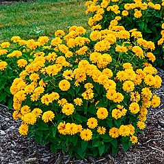 Heliopsis helianthoides, Rays for Days, False Sunflower