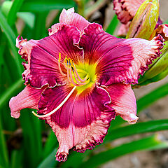 Hemerocallis, Don't Lose Heart (Tetraploid), Daylily