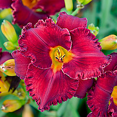 Hemerocallis, Gothic Grenadine (Triploid), Daylily