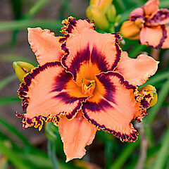 Hemerocallis, One Hit Wonder (Triploid), Daylily