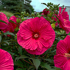 Hibiscus hybrid, Summer in Paradise, Rose Mallow