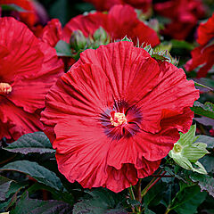 Hibiscus hybrid, Garnet Globes, Rose Mallow