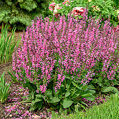 Salvia hybrid, Moulin Rouge, Meadow Sage