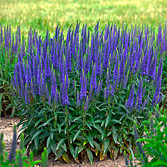 Veronica spicata, Wizard of Ahhs, Speedwell