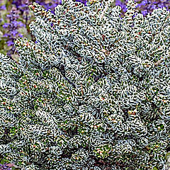 Abies koreana, Ice Breaker, Korean Fir