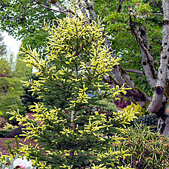 Picea glauca, Mac's Gold, White Spruce